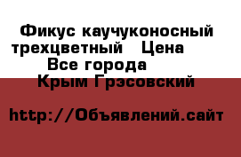 Фикус каучуконосный трехцветный › Цена ­ 500 - Все города  »    . Крым,Грэсовский